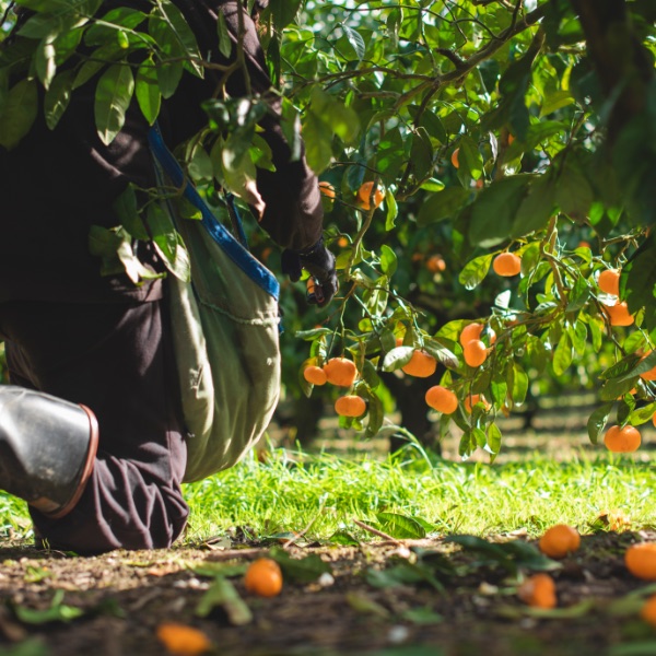 Kneeling for mandarins